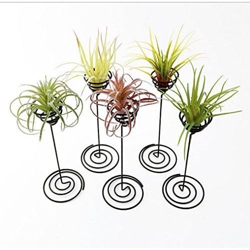 Hotoco air Plant Stand Holder air Plant Base Container Tabletop Pl...
