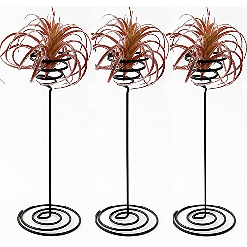 Hotoco air Plant Stand Holder air Plant Base Container Tabletop Pl...
