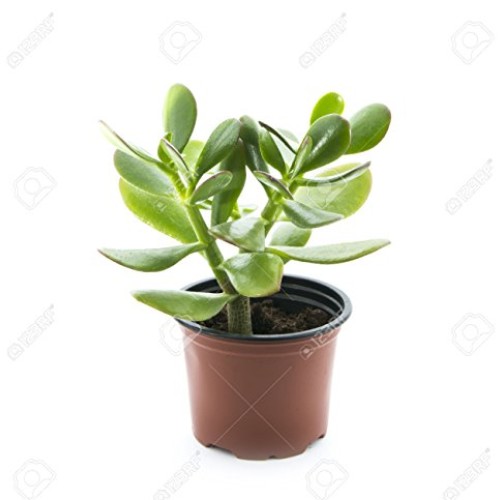 Sunset Jade Plant - Crassula - Easy to Grow House Plant - 3 Pot