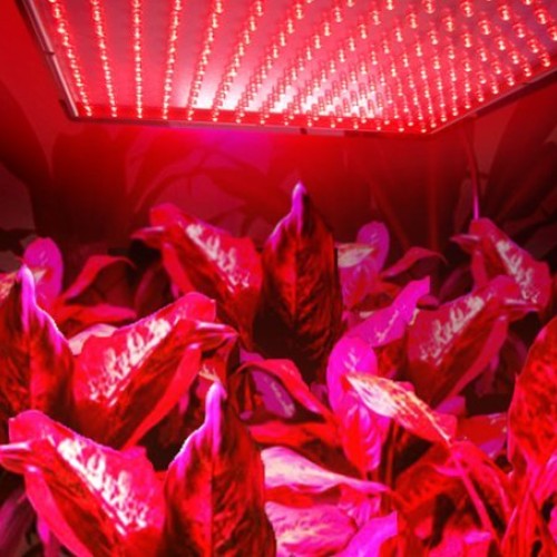 HQRP 660 nm 450 Pure Red LED Indoor Garden Hydroponic Plant Grow L...