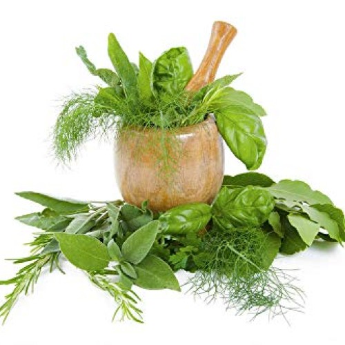 Culinary herb Seed collectlom 15 Individual Packets of Our Most Po...