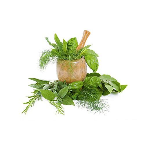 Culinary herb Seed collectlom 15 Individual Packets of Our Most Po...