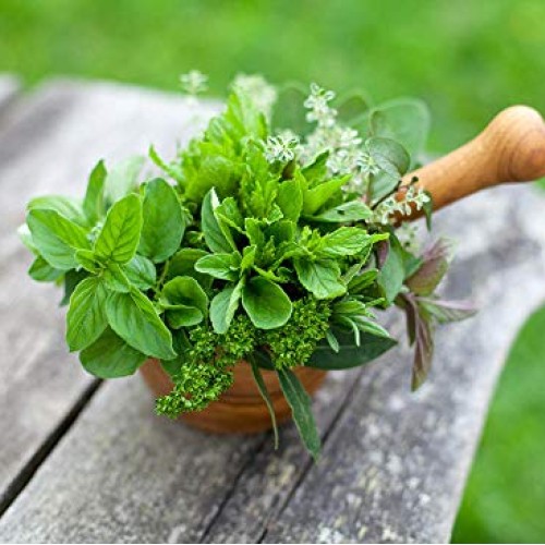 Culinary herb Seed collectlom 15 Individual Packets of Our Most Po...
