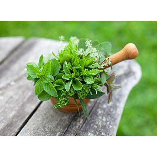 Culinary herb Seed collectlom 15 Individual Packets of Our Most Po...