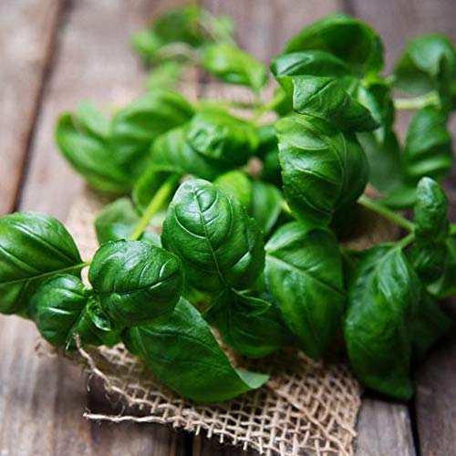 Culinary herb Seed collectlom 15 Individual Packets of Our Most Po...