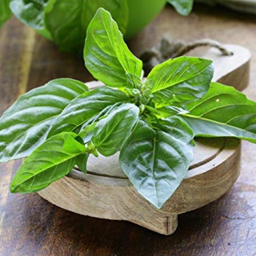 Culinary herb Seed collectlom 15 Individual Packets of Our Most Po...