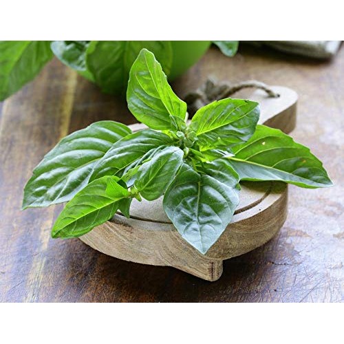 Culinary herb Seed collectlom 15 Individual Packets of Our Most Po...