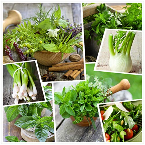 Culinary herb Seed collectlom 15 Individual Packets of Our Most Po...