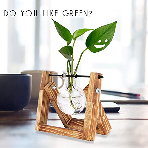 HUABEI Plant Terrarium Wooden Stand, Air Planter Bulb Glass Vase M...