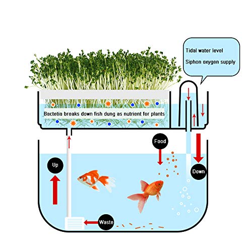 Huamuyu Hydroponic Garden Aquaponic Fish Tank Plants Growing Syste...