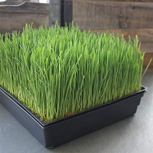5 Pack Garden Growing Trays No Drain Holes - Plastic Plant Trays N...