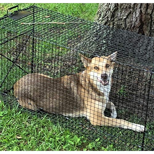 Humane Way Folding 50 Inch Live Humane Animal Trap - Safe Traps fo...