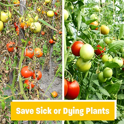 Golden Tree: Best Plant Food for Plants & Trees - Yield Increaser ...