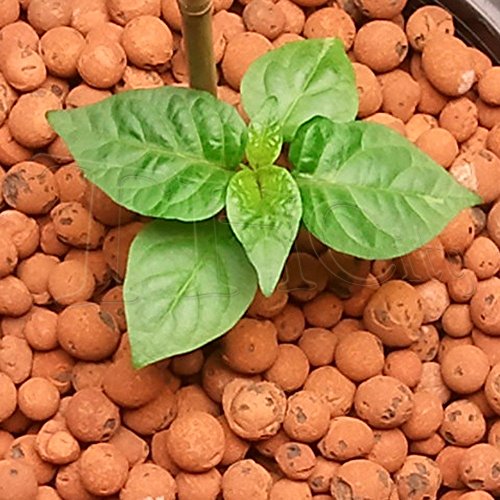Hydrofarm Plant!T HYDROPONIC Clay Pebbles Porous Rock + Twin Canar...