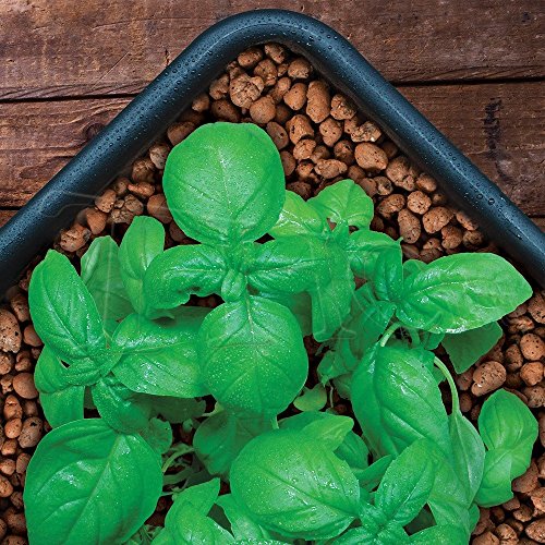 Plant!T HYDROPONIC Clay Pebbles Porous Rock + Twin Canaries Chart ...