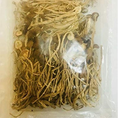 Dried Agrocybe Fungus Mushroom 茶樹菇 16 oz - Free US Shipping