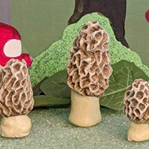 Fiddlehead Fairy Garden Miniature Morel Mushrooms Esculenta Set of...
