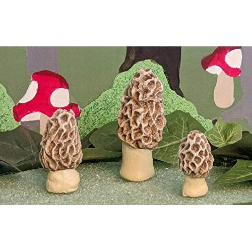Fiddlehead Fairy Garden Miniature Morel Mushrooms Esculenta Set of...