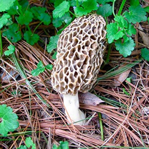 Morel Mushroom Spore Print Grow Your own Morel Mushrooms