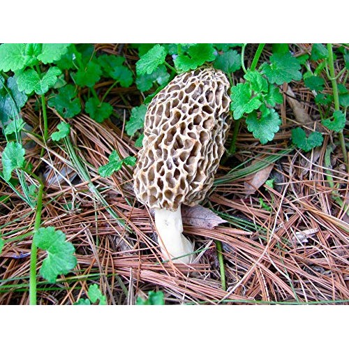 Morel Mushroom Spore Print Grow Your own Morel Mushrooms