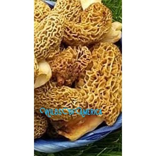 Yellow Grow Morel Mushroom Spores Dried Sawdust Bag Spore Kit Fun ...