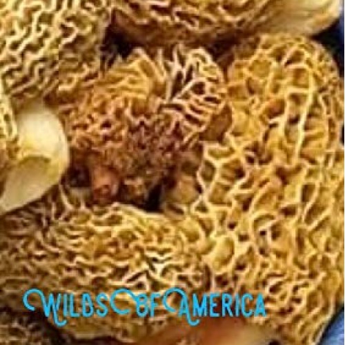 Yellow Grow Morel Mushroom Spores Dried Sawdust Bag Spore Kit Fun ...