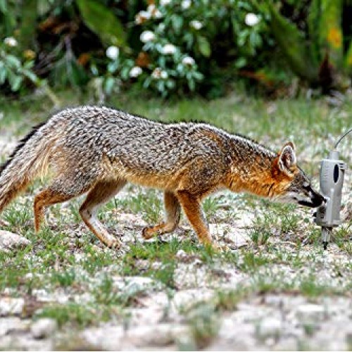 Icotec PD200 Stand Alone Predator Decoy - Lightweight, Compact, an...
