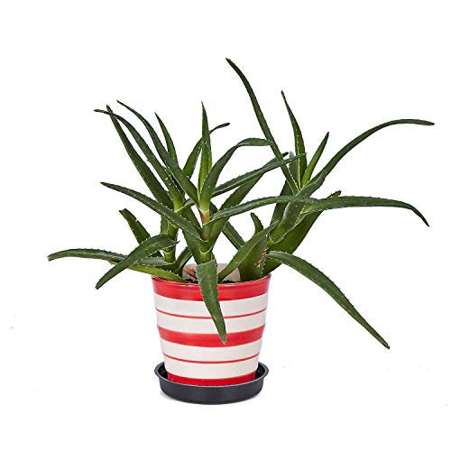 Idyllize 5 Pieces of 8 Inch Black Plastic Plant Saucer Drip Tray f...