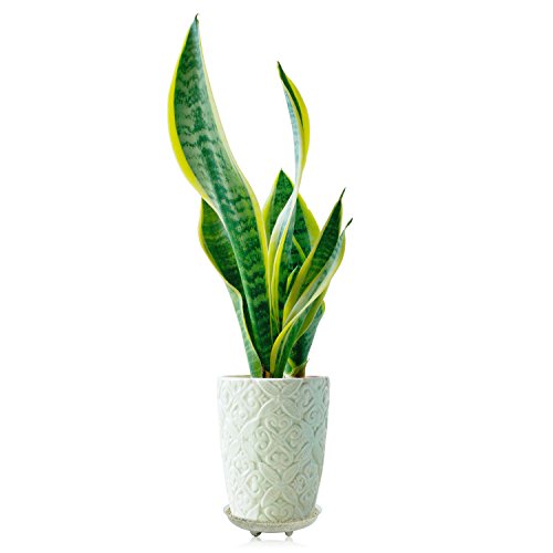 Idyllize 5 Pieces of 8 inch Clear Thick Plastic Heavy Duty Plant S...