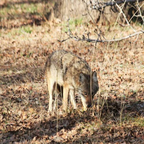 iHunt - Electronic Predator Call with Decoy | Coyote Call with Dec...