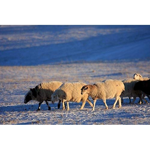 Super Clean Fine Merino Wool Fiber Filler Cloud for Stuffing, Need...
