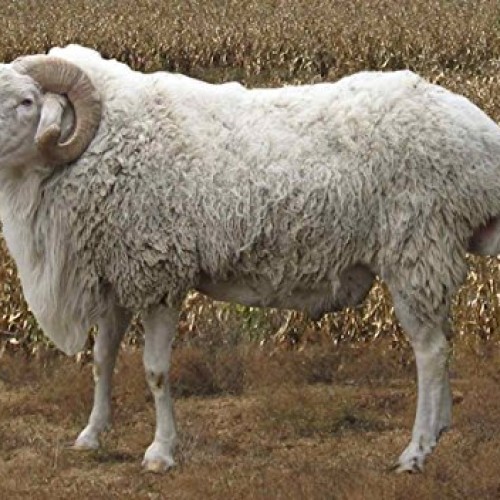 Super Clean Fine Merino Wool Fiber Filler Cloud for Stuffing, Need...