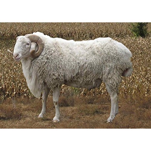 Super Clean Fine Merino Wool Fiber Filler Cloud for Stuffing, Need...