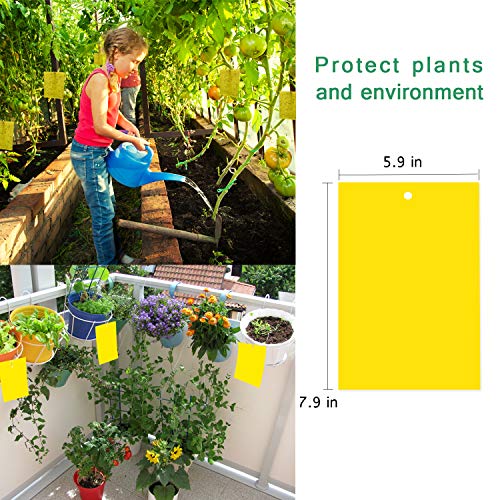 Sticky Trap Flying Insect Trap Catcher Fruit Fly and Fungus Gnat K...