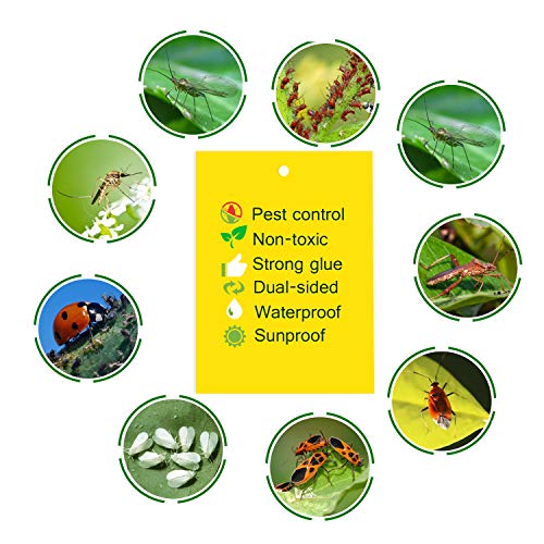 Sticky Trap Flying Insect Trap Catcher Fruit Fly and Fungus Gnat K...