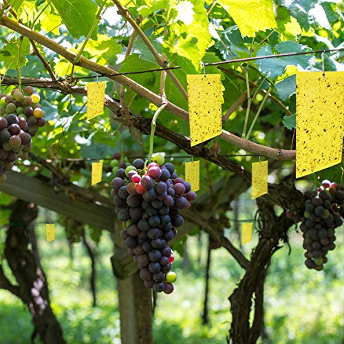 Sticky Trap Flying Insect Trap Catcher Fruit Fly and Fungus Gnat K...