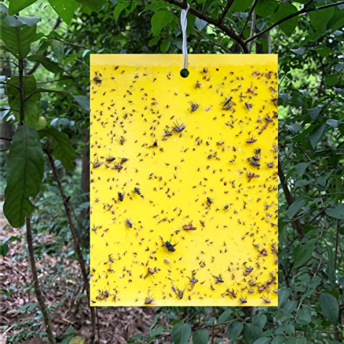 Sticky Trap Flying Insect Trap Catcher Fruit Fly and Fungus Gnat K...