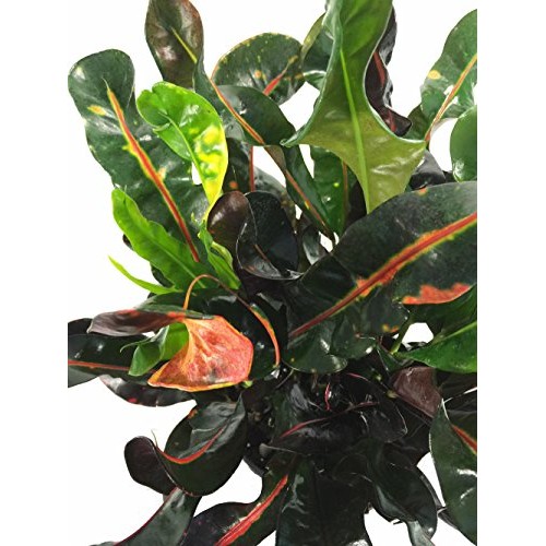 Dreadlocks/Mammey Croton - 6 Pot - Colorful House Plant - Easy to...