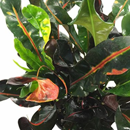 Dreadlocks/Mammey Croton - 6 Pot - Colorful House Plant - Easy to...