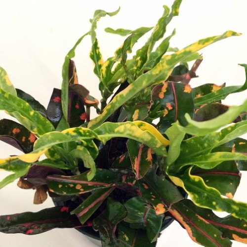 Dreadlocks/Mammey Croton - 6 Pot - Colorful House Plant - Easy to...