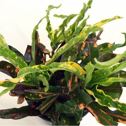 Dreadlocks/Mammey Croton - 6 Pot - Colorful House Plant - Easy to...