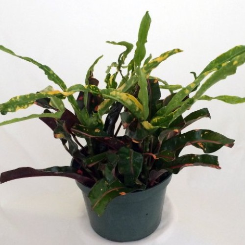 Dreadlocks/Mammey Croton - 6 Pot - Colorful House Plant - Easy to...