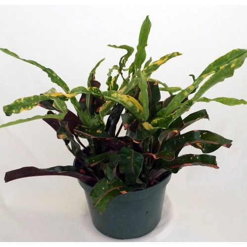 Dreadlocks/Mammey Croton - 6 Pot - Colorful House Plant - Easy to...
