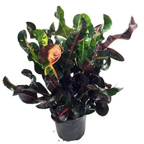 Dreadlocks/Mammey Croton - 6 Pot - Colorful House Plant - Easy to...