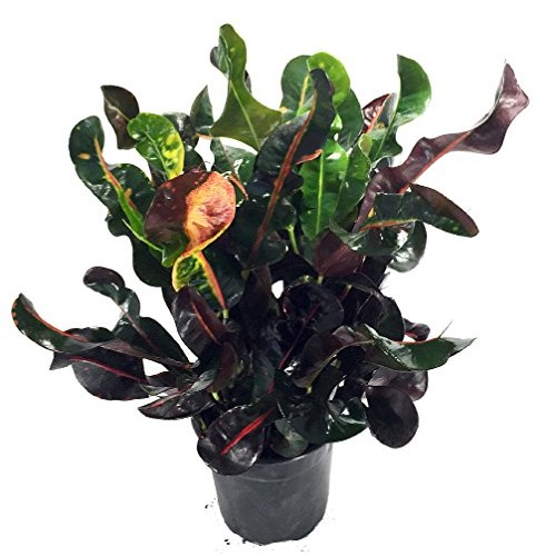 Dreadlocks/Mammey Croton - 6 Pot - Colorful House Plant - Easy to...