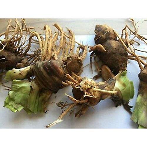 Bearded Iris Mixed Colors 5 Bulbs Plant #BV06