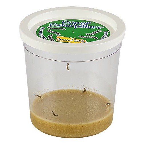 Insect Lore Cup of Caterpillars with Deluxe Chrysalis Station Live...