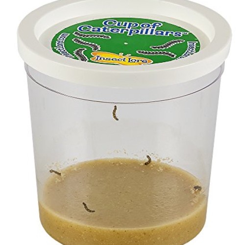 Insect Lore Cup of Caterpillars with Deluxe Chrysalis Station Live...