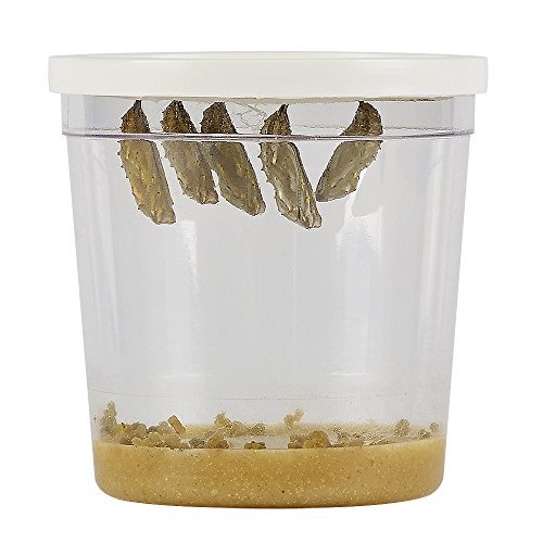 Insect Lore Cup of Caterpillars with Deluxe Chrysalis Station Live...