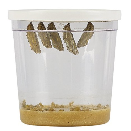 Insect Lore Cup of Caterpillars with Deluxe Chrysalis Station Live...